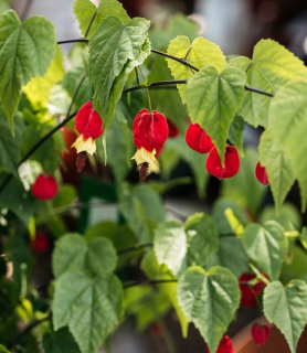 Abutilon megapotanicum 'Big Bell'